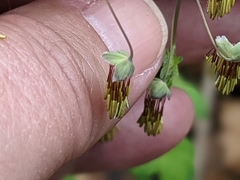 Thalictrum dioicum