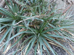 Puya boliviensis