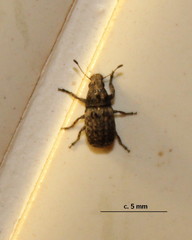 Anthribinae