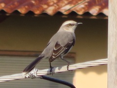 Mimus gilvus
