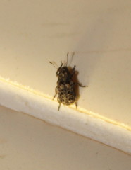 Anthribinae