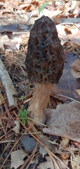 Morchella angusticeps