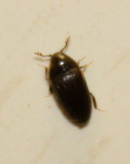 Throscidae