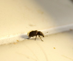 Anthribinae