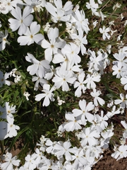 Phlox speciosa