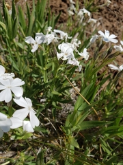 Phlox speciosa