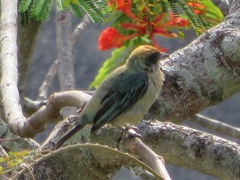 Stilpnia cayana
