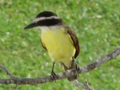 Pitangus sulphuratus