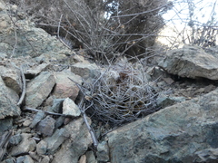 Eriosyce paucicostata