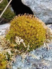 Ptychomitrium polyphyllum