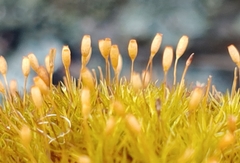 Ptychomitrium polyphyllum