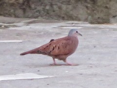 Columbina talpacoti