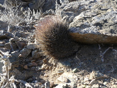 Eriosyce paucicostata