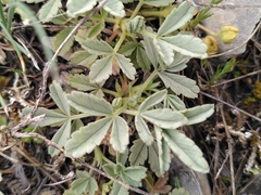 Potentilla cinerea