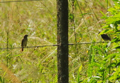 Sporophila caerulescens