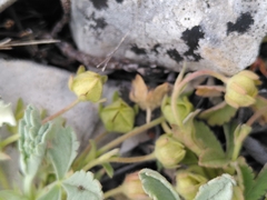 Potentilla cinerea