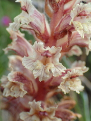 Orobanche litorea