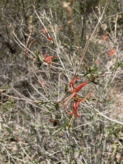 Anisacanthus linearis