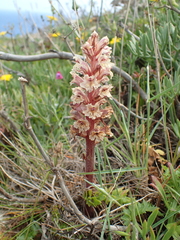 Orobanche litorea