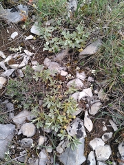 Potentilla cinerea