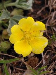 Potentilla cinerea