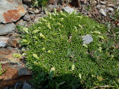 Plantago subulata