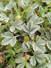 Potentilla cinerea