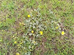 Potentilla cinerea