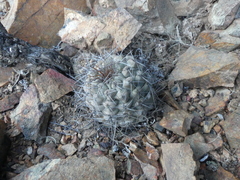 Copiapoa humilis