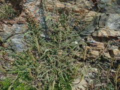 Camphorosma monspeliaca