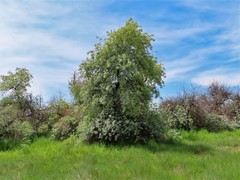 Elaeagnus angustifolia