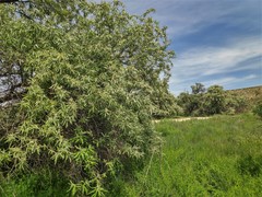 Elaeagnus angustifolia