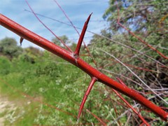 Elaeagnus angustifolia