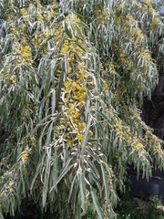 Elaeagnus angustifolia
