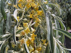 Elaeagnus angustifolia
