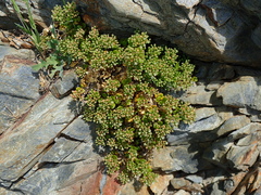 Polycarpon polycarpoides