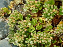 Polycarpon polycarpoides