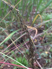 Sorghastrum elliottii