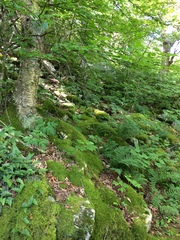 Plethodon shenandoah