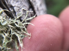Ramalina paludosa