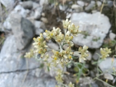 Pseudognaphalium brachypterum