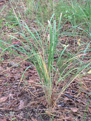 Sorghastrum elliottii