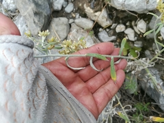 Pseudognaphalium brachypterum