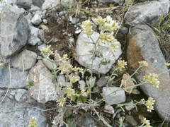 Pseudognaphalium brachypterum