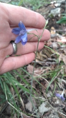 Delphinium alabamicum