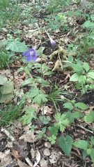 Delphinium alabamicum