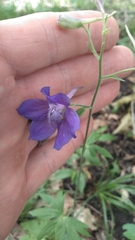 Delphinium alabamicum