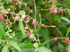 Muehlenbeckia sagittifolia
