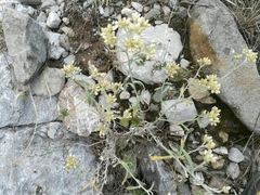 Pseudognaphalium brachypterum