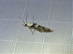 Mompha murtfeldtella